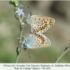 plebejus idas copula daghestan1